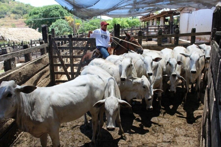 Ministério da Agricultura investiga suspeita de vaca louca