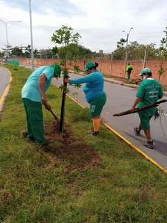 Nova avenida Ministro Humberto Gomes de Barros ganha mais de 200 mudas de árvores