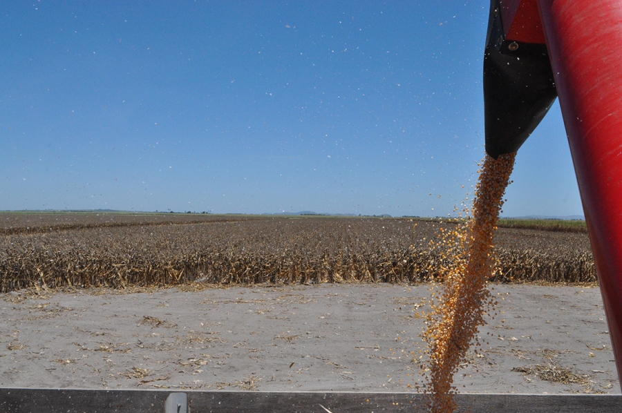 Seagri inicia, nesta sexta-feira (11), Caravana de Grãos em Alagoas