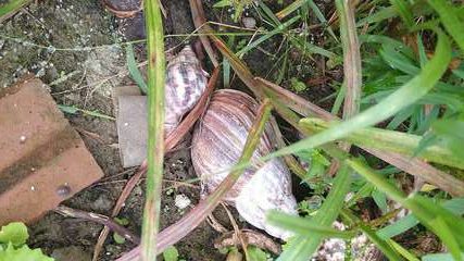 Saúde orienta população a se prevenir de doenças causadas pelo caramujo africano