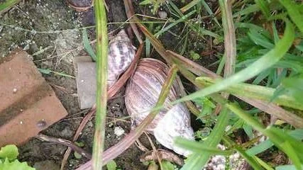 Saúde orienta população a se prevenir de doenças causadas pelo caramujo africano