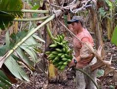 Por meio do apoio da Emater, agricultora aumenta faturamento mensal em 50%