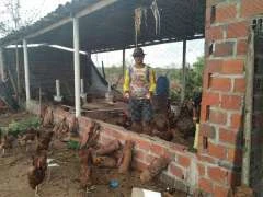 Emater: Depois de aumentar em 250% a criação de aves, avicultor tem crescimento de 62,5% na renda anual