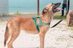 Gabinete da Causa Animal e UVZ realizam Feira de Adoção na Rua Aberta neste domingo (24)