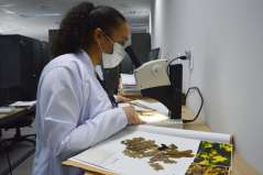 Herbário MAC abre inscrições para a 20ª Semana de Museus