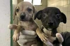 Cães e gatos vão estar na Rua Aberta neste domingo (19) na Feira de Adoção da Prefeitura de Maceió