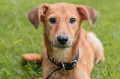 Prefeitura de Maceió leva Feira de Adoção à Rua Aberta neste domingo (31)