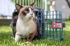 Feira de Adoção da Prefeitura leva pets adultos e filhotes para Rua Aberta neste domingo (14)