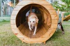 Prefeitura de Maceió constrói parque canino para convívio coletivo de pets