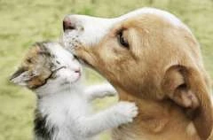 Prefeitura de Maceió realiza Feira de Adoção neste domingo (4)