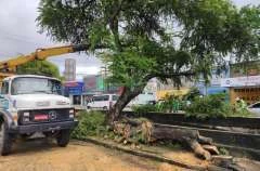 Poda de árvore: Prefeitura de Maceió orienta como solicitar serviço de forma gratuita