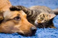 Feira de Adoção será realizada na Rua Aberta neste domingo (16)