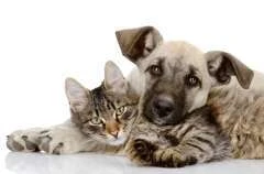 Feira de Adoção da Prefeitura de Maceió celebra um ano neste domingo (9)