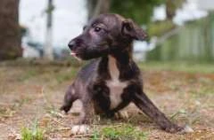 Feira de Adoção da Prefeitura de Maceió acontece na Rua Aberta neste domingo