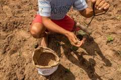 Inscrições para o programa Planta Alagoas são prorrogadas até o dia 2 de março