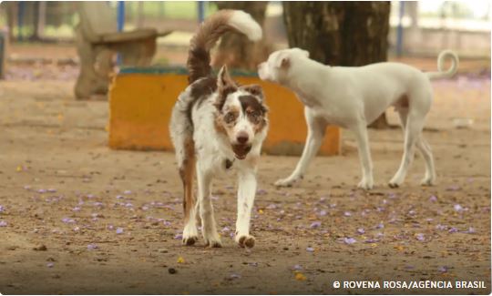 Brasil tem cerca de 30 milhões de animais domésticos abandonados