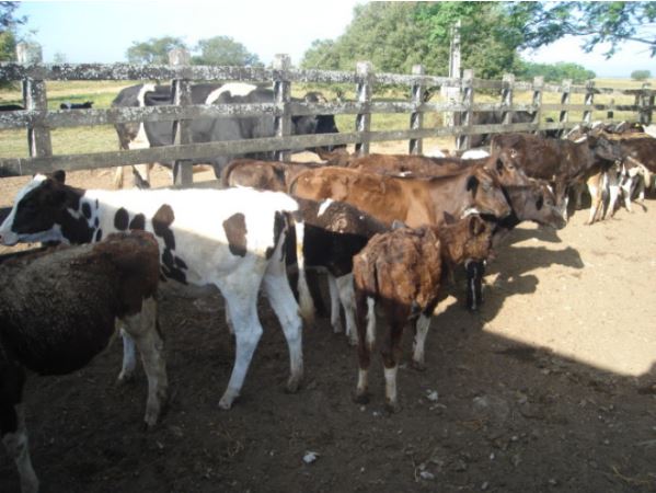 Adeal inicia a primeira etapa da campanha de vacinação contra a brucelose